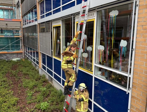 05. Juli 2026, Einsatz Tierrettung